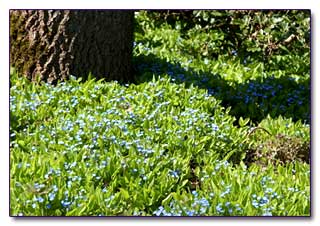 Пупочник весенний (Omphalodes Verna) начинает цвести в апреле