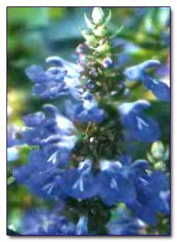 Шалфей топяной (Salvia uliginosa)