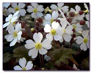 Примула китайская (Primula sinensis)