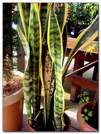 Сансевиерия - одно из самых неприхотливых комнатных растений