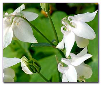 Благодаря длинным шпорцам цветок аквилегии Kristall отличается особой филигранностью и изяществом