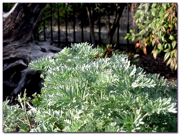 Серебристая листва полыни (Artemisia)
