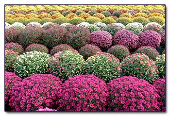 Хризантемы - разнообразие цветов