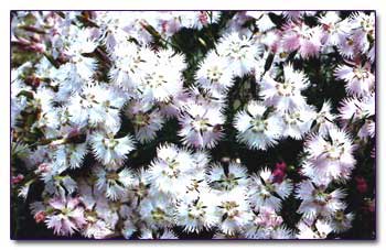 Гвоздика перистая (Dianthus plumarius)