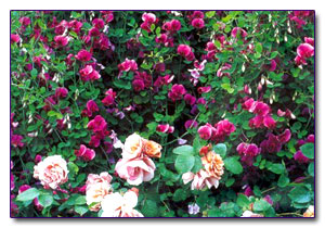 Соревнование запахов: чина душистая и английская роза Lavender pinocchio