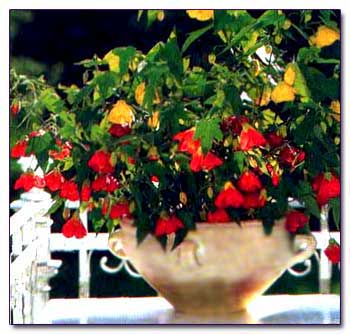 Низкорослые сорта и молодые растения летом прекрасно смотрятся в чашах и ящиках