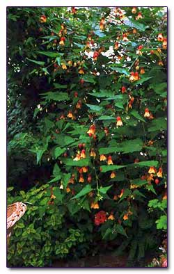В зимнем саду с умеренной температурой абутилон мегапотамский, или бразильский (Abutilon Megapotamicum) густо заплел шпалеры
