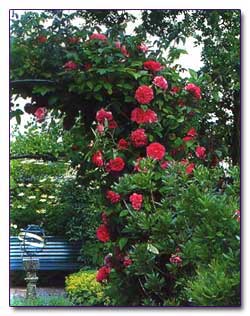 Плетистая бурбонская роза Zepherine Drouhin