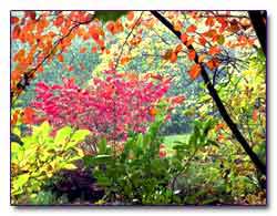 Окраска листьев деревьев и кустарников