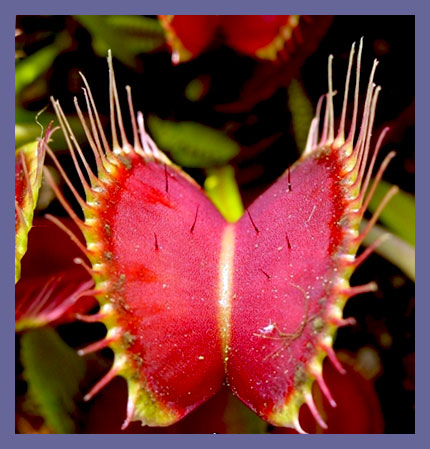Dionaea dentata - венерина мухоловка