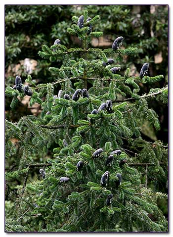 Пихта замечательная или гималайская - Abies spectabilis