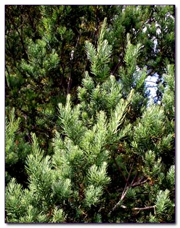 Podocarpus andinus - Ногоплодник андийский