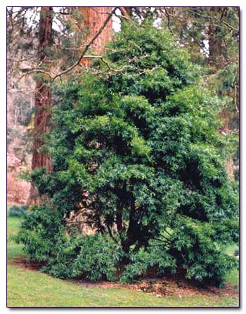 Ногоплодник чилийский – Podocarpus chilense (salignus)