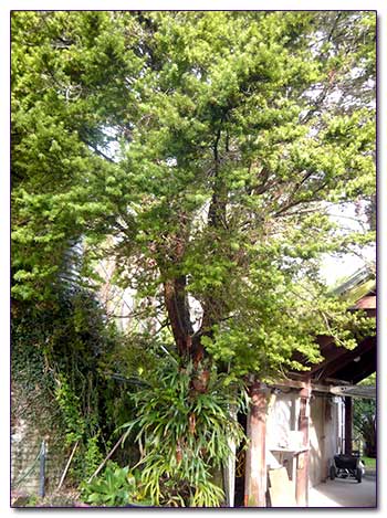 Ногоплодник Тотара – Podocarpus Totara