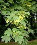 Клен остролистный - Acer platanoides