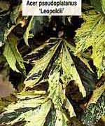 Клен ложноплатановый (явор) Леополдии - Acer pseudoplatanus Leopoldii