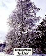 Береза бородавчатая повислая - Betula pendula Fastigiata