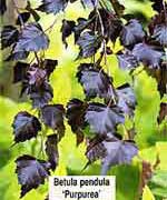 Береза повислая Пурпурея - Betula pendula Purpurea