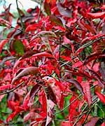 Бересклет европейский Красный каскад - Euonymus europaeus Red Cascade