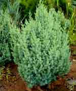 Можжевельник китайский Стрикта - Juniperus chinensis Stricta