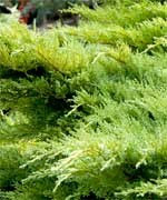 Можжевельник китайский Вариегата - Juniperus chinensis Variegata