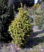 Можжевельник обыкновенный Шн. Голдмахангел - Juniperus communis Schn. Goldmachangel