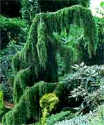 Можжевельник обыкновенный Хортсманн - Juniperus communis Horstmann