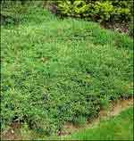 Можжевельник обыкновенный Репанда - Juniperus communis Repanda