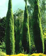 Можжевельник обыкновенный Суецика - Juniperus communis Suecica