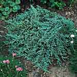 Можжевельник горизонтальный Айс Блю - Juniperus horizontalis ICEE BLUE