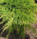Можжевельник Пфитцериана Олд Голд - Juniperus pfitzeriana Old Gold