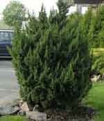 Можжевельник чешуйчатый Лодери - Juniperus pingii Loderi