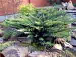 Можжевельник казацкий Тамарисцифолиа - Juniperus sabina Tamariscifolia