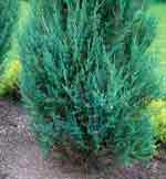 Можжевельник скальный Блю Эрроу - Juniperus scopulorum Blue Arrow