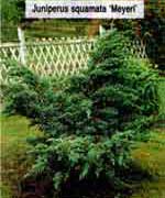 Можжевельник чешуйчатый Мейери - Juniperus squamata Meyeri