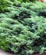 Можжевельник Виргинский Хетц - Juniperus viginiana Hetz