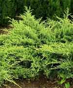 Можжевельник виргинский Голден спринг - Juniperus virginiana Golden Spring