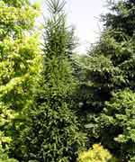 Ель обыкновенная Купрессина - Picea abies Cupressina