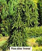 Ель обыкновенная Инверса - Picea abies Inversa