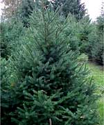 Ель сербская - Picea omorika