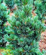 Европейский кедр - Pinus cembra