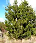 Сосна скрученная широкохвойная - Pinus contorta