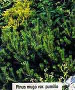 Сосна горная Пумилио - Pinus mugo var. pumilio