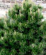 Сосна горная - Pinus mugo Mughus