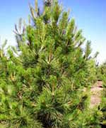 Сосна желтая - Pinus ponderosa