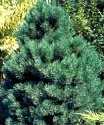 Сосна обыкновенная Ватерери - Pinus sylvestris Watereri