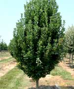 Дуб черешчатый Фастигиата - Quercus robur Fastigiata