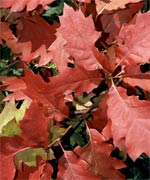 Дуб красный - Quercus rubra