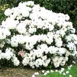 Рододендрон Каннингем вайт - Rhododendron Cunningham^s White