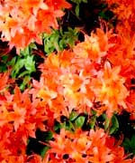 Рододендрон Фейерверк - Rhododendron luteus Feuerwerk